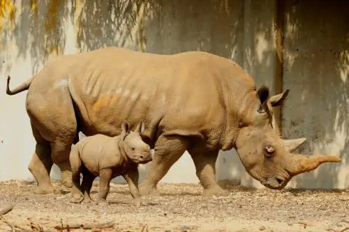 I compleanni degli animali? Adesso li organizzano gli zoo