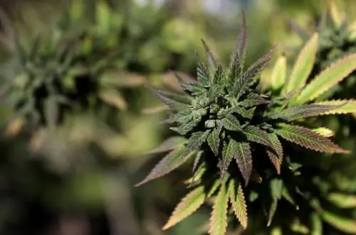 Perché Coca-Cola vorrebbe creare una bevanda a base di cannabis