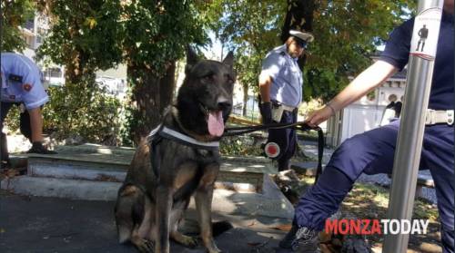 La sinistra lancia l'allarme persino per il "cane fascista"