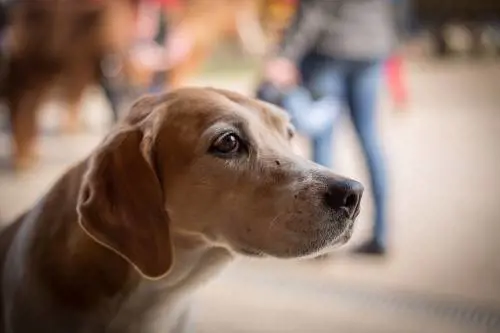 Cane lanciato dall'auto e poi soppresso: arrivano due condanne