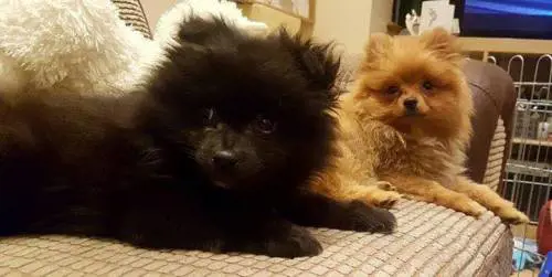Londra, cagnolina uccisa a calci da un gruppo di teenagers