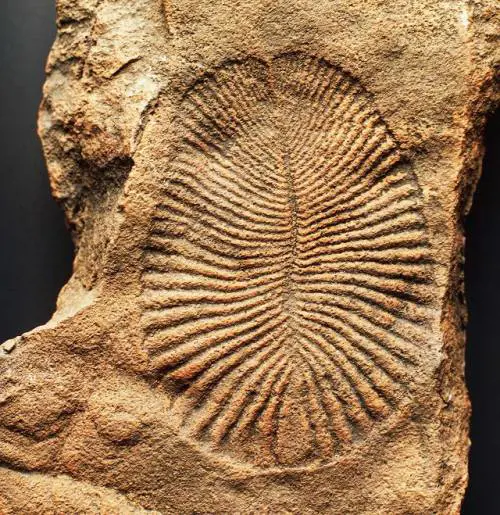 Dickinsonia, ecco l'animale più antico del mondo