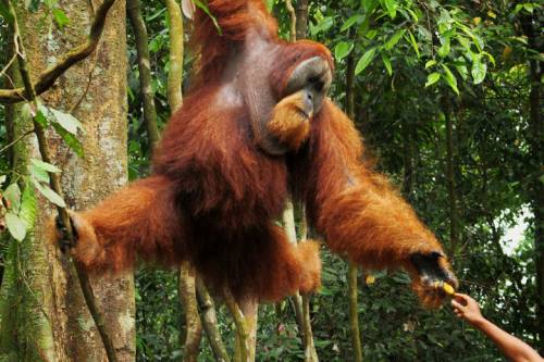 Malesia, liberati oranghi e coccodrilli ostaggio di contrabbandieri 