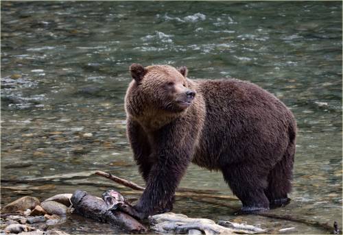 Usa, un giudice blocca Trump: stop alla caccia agli orsi grizzly