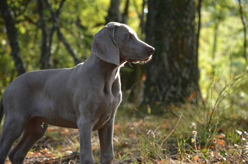 Nove cani con la coda mozzata, denunciato il padrone