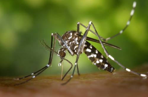 È allarme zanzara killer: "Fa scoppiare il cervello"