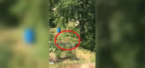 "Maestra, c'è un grosso puma". Paura in città per felino affamato