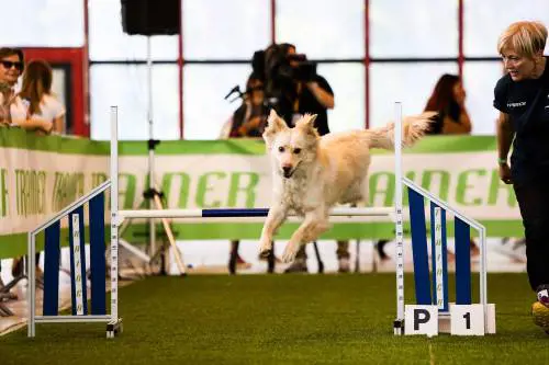 Un weekend da cani: passerella a 4 zampe tra giochi e salvataggi