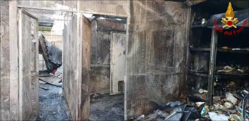 La strage dei cento gattini. Fiamme tra le gabbie del centro che cura i mici