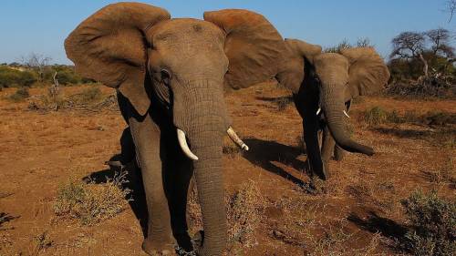 Elefanti, leoni e rinoceronti si avvicinano all'estinzione