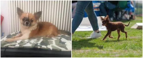 Abbaiavano troppo: due cagnolini uccisi con un bastone chiodato