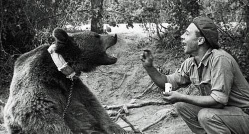 L'orso eroe di Montecassino diventa un cartone animato