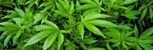 Il Canada legalizza la marijuana. E Civati se la prende con Salvini