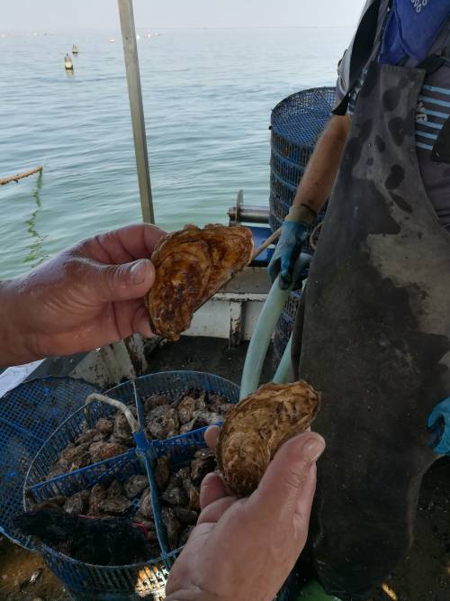 Sono allevate nell'Adriatico e insieme a vongole e cozze danno pane e lavoro 