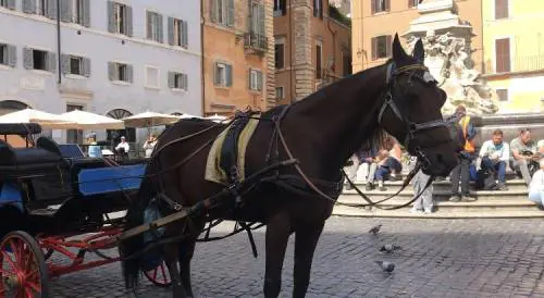 Botticelle addio? I vetturini: "M5s ci caccia per un ricatto degli animalisti"