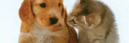 Condominio: come funziona se vuoi avere un cane in casa