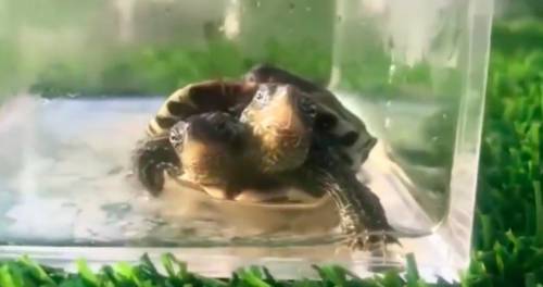 Cina, nata tartaruga a due teste: "È un'anomalia genetica"