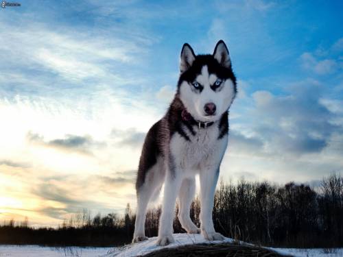 Il segreto degli husky: gli occhi azzurri sono nascosti nel Dna