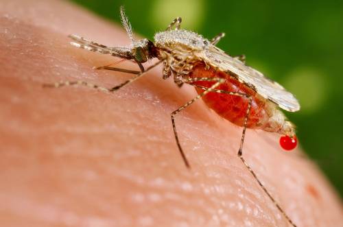 Prato, caso accertato di febbre Dengue: avviata disinfestazione urgente