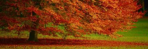 Mal d'autunno: cos'è e come affrontarlo