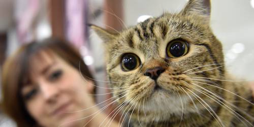 Umbria, ospedali aperti a pet therapy: animali assisteranno i padroni