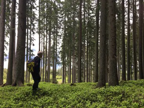 Nel bosco dell'armonia "crescono" orchestre e violini