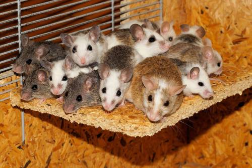 Sindrome di Down: studio sui topi aiuterà a conoscerla