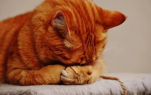 I gatti elisir per il cuore e l’umore