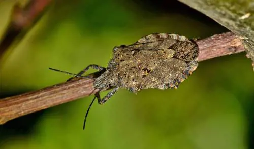 La vespa samurai usata contro la cimice asiatica