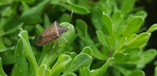 Allarme cimice asiatica nel nord. Danni ingenti nel comparto frutta