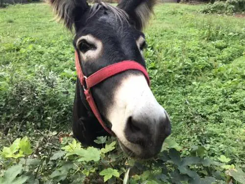 Generale, il somaro triste non deve finire nel piatto