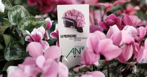 Quei 50 euro falsi nelle casse dei volontari anti-tumore
