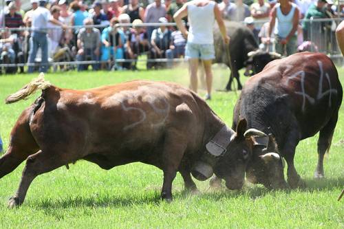 Poveri cavalli da corsa ma non giriamo la testa se la vittima è umana