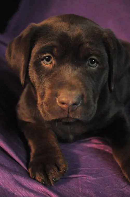 Il colore del cane è collegato alla sua aspettativa di vita