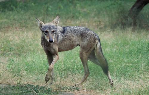 Veneto, il sì alla legge sugli abbattimenti dei lupi