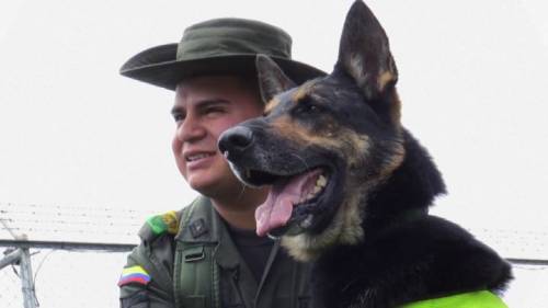 Cane poliziotto nemico numero uno La camorra mette una taglia su di lui