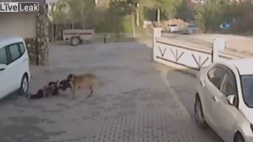 Attacco choc in Turchia: bimba azzannata in testa da un pitbull