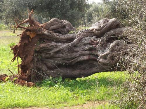 Puglia, ulivi sradicati dalle forti raffiche di vento