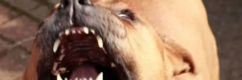 62enne muore dopo essere stato azzannato da due pitbull