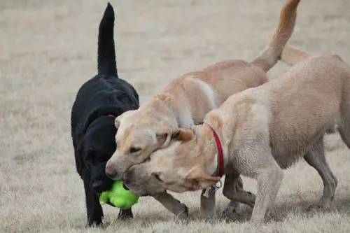 Texas, ristorante cerca coccolatore esperto per cani a 100 dollari l'ora