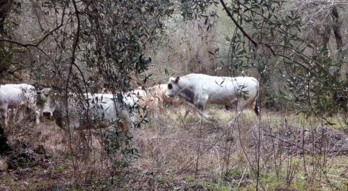 Imperia: 300 bovini selvatici sono diventati il terrore degli agricoltori