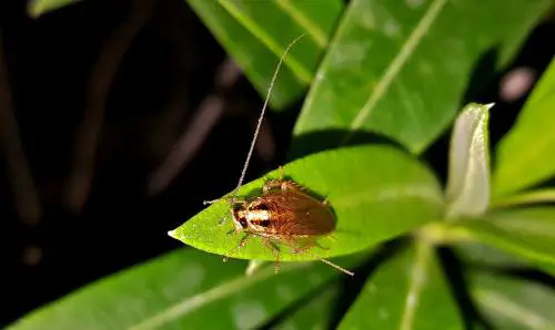 Scarafaggi, perché gli insetti prediligono le strutture costruite dall'uomo alla natura