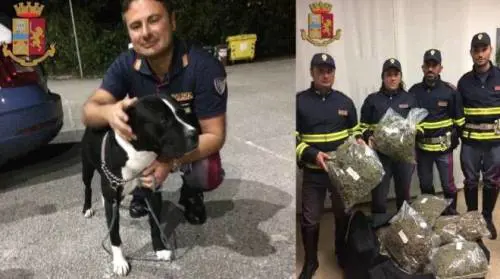 Viareggio, albanese fermato con 20 kg di “amnesia”: una droga micidiale