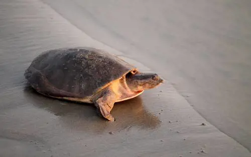 Maxi tartarughe verso l'estinzione. Morta a 90 anni l'ultima femmina
