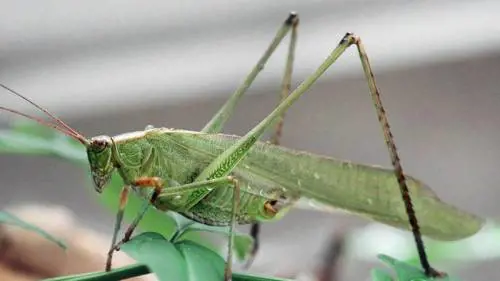 Le cavallette invadono il Nuorese: danneggiati 2mila ettari