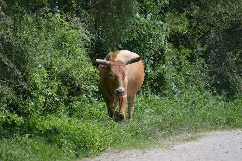 Toro semina il panico in strada. Lo fermano con un panino