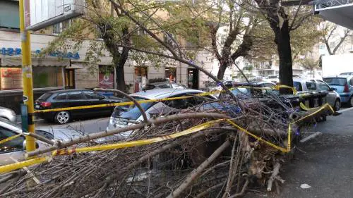 Roma ha un nuovo Spelacchio, ecco l'albero di piazza Vescovio