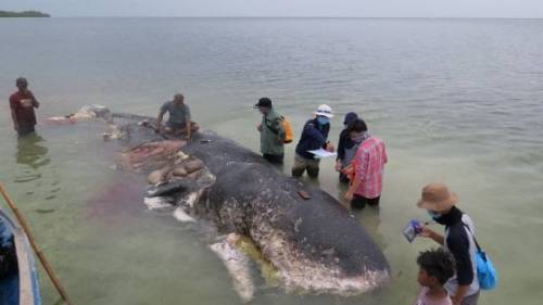 Indonesia, la foto della balena "mangiata" dalla plastica fa il giro del mondo