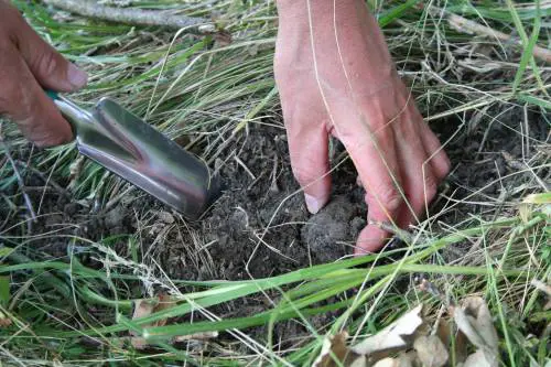 Il tartufo scomparirà fra poche generazioni