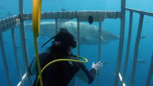 Lo squalo: un animale incompreso